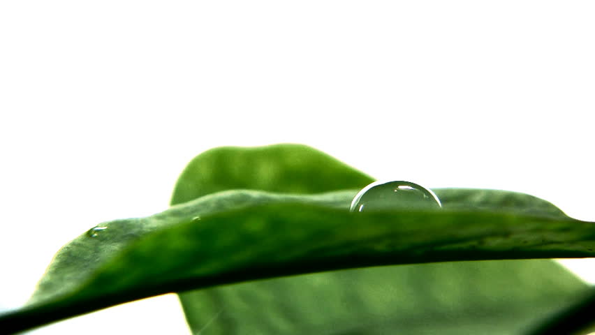 Water and plant