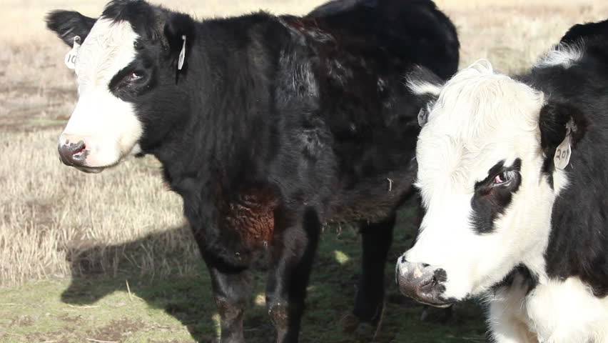 Cows in a farm meadow. Close up of two heifer black and white cows standing a looking around. Black Angus breed.