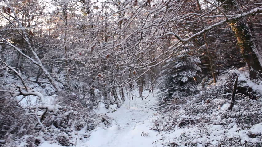 Walking through snowy woodland in Wales, UK