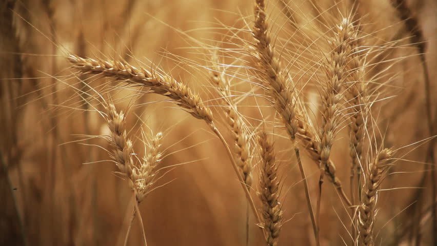 close-up of wheat swaying in the breeze