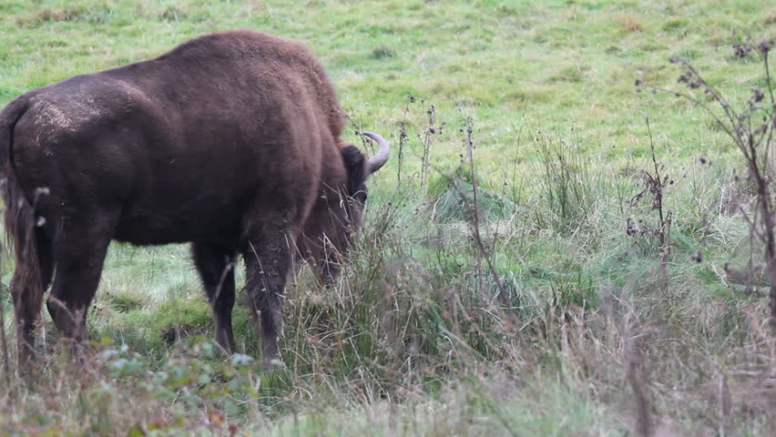 european bison, bison bonasus grazing