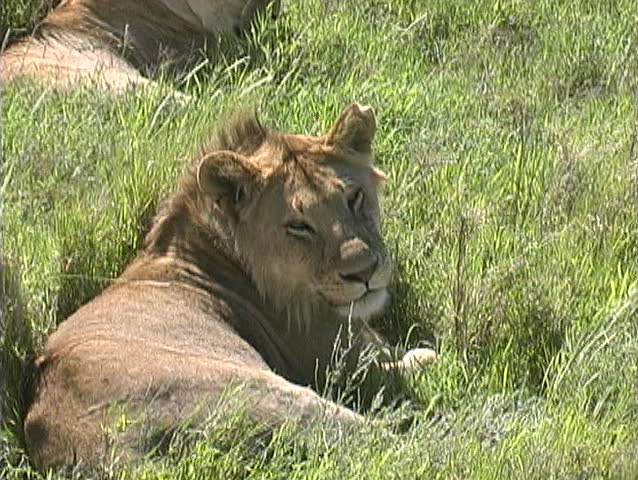 A Young male lion sleeping the hot day away.