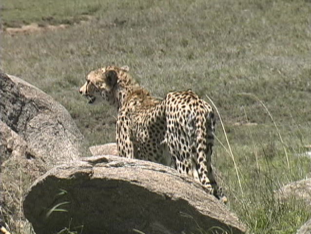This is a young cheetah in the Serengeti which is limping from an injury to it's leg