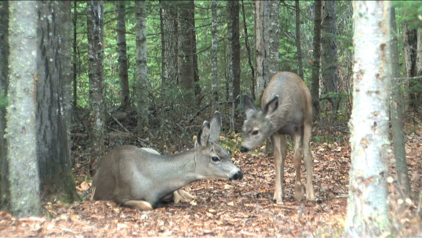 Fawn needs some loving tender care