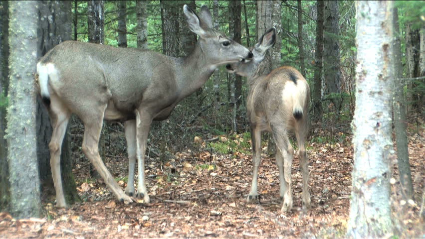 Mom taking a long rest on the trail while her fawn grazes near by