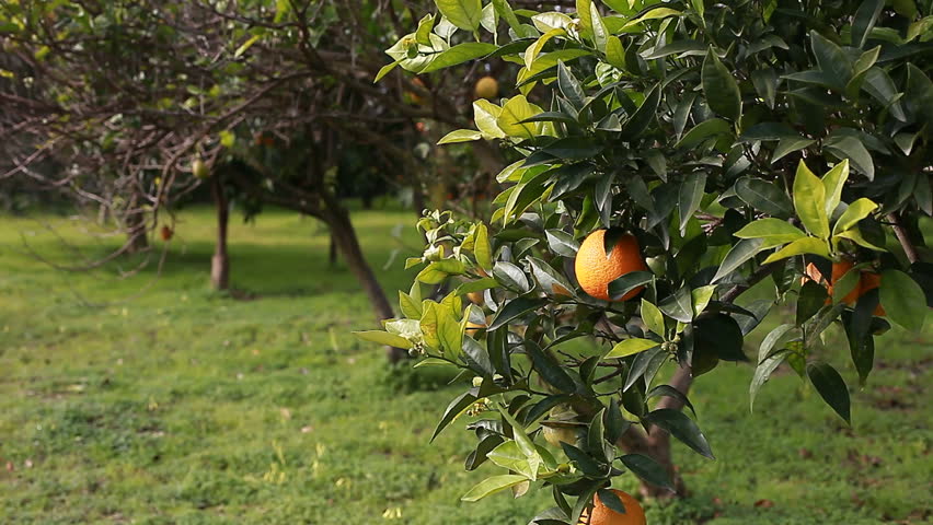 A little girl looking at an orange tree.