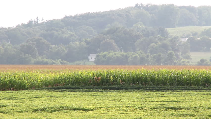 Crop duster spraying cornfield.