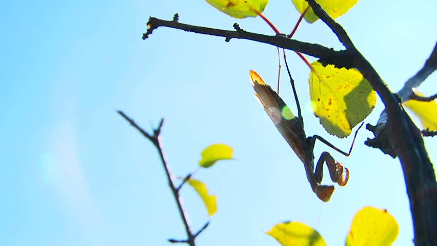 Mantis hanging..