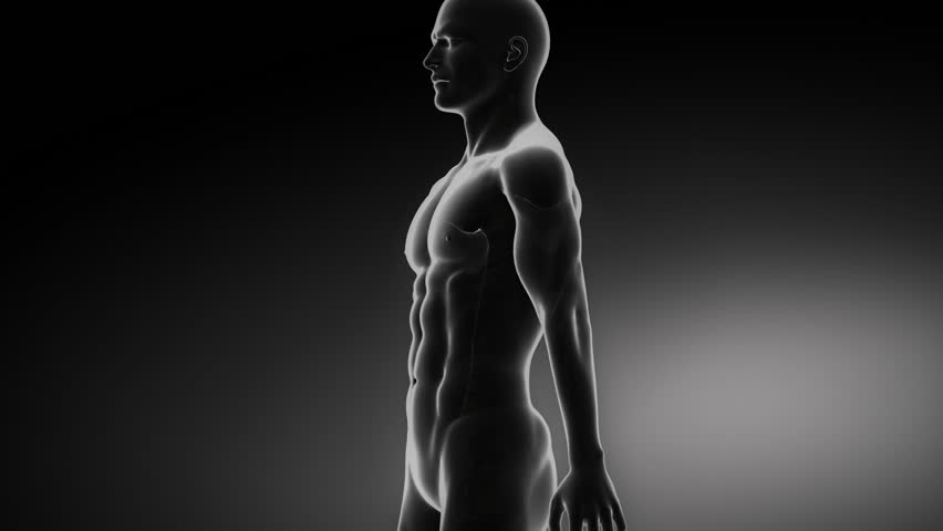 Human spine x-ray concept