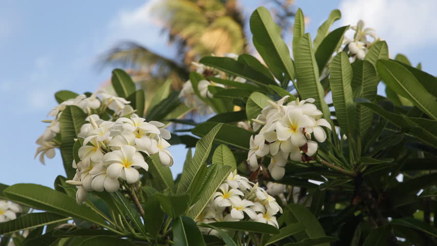 Plumeria (common name Frangipani) flowers - typical Hawaiian tropical flora, with a palm tree in the background.