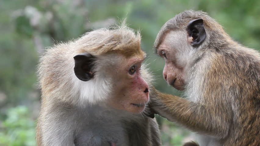 Monkey