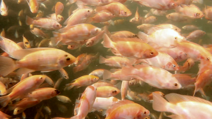 Tilapia underwater at a fish farm