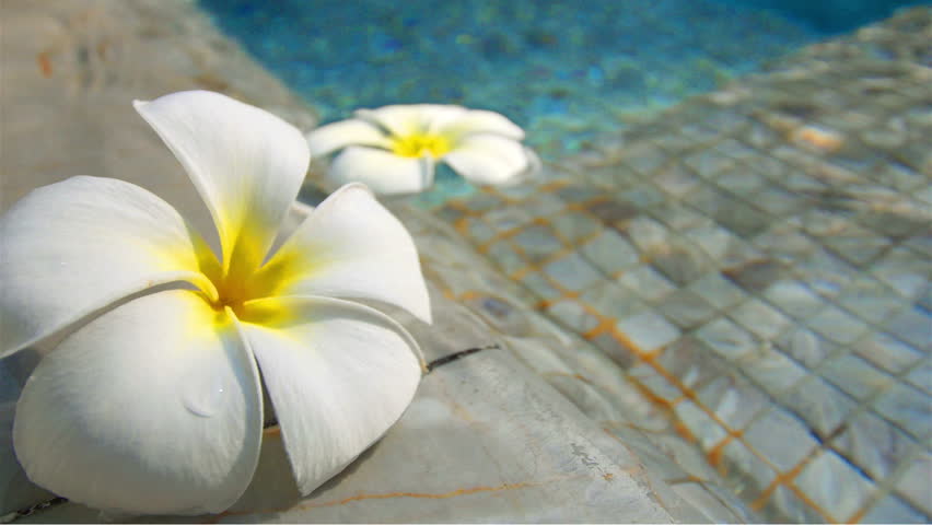 Composite Of Flowers And A Tropical Beach Scene Stock Footage Video