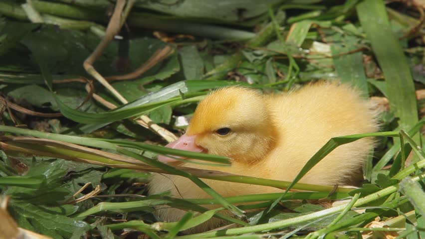 Cute Baby Duckling Sleeping