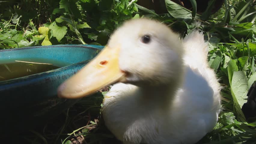 White Duck Drinking