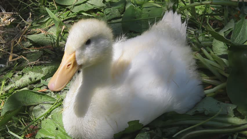 White Duck
