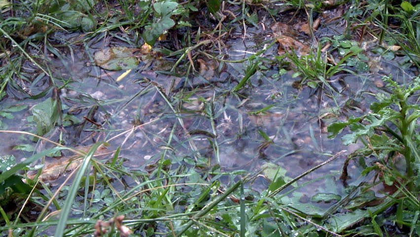 Rainwater drops on grass