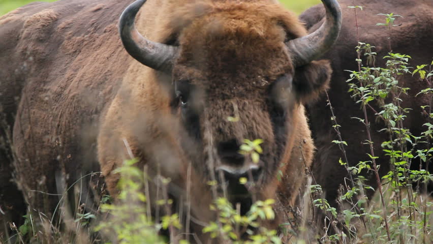 european bisons