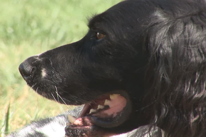 NTSC: Dog -breed: Large Munsterlander- alert