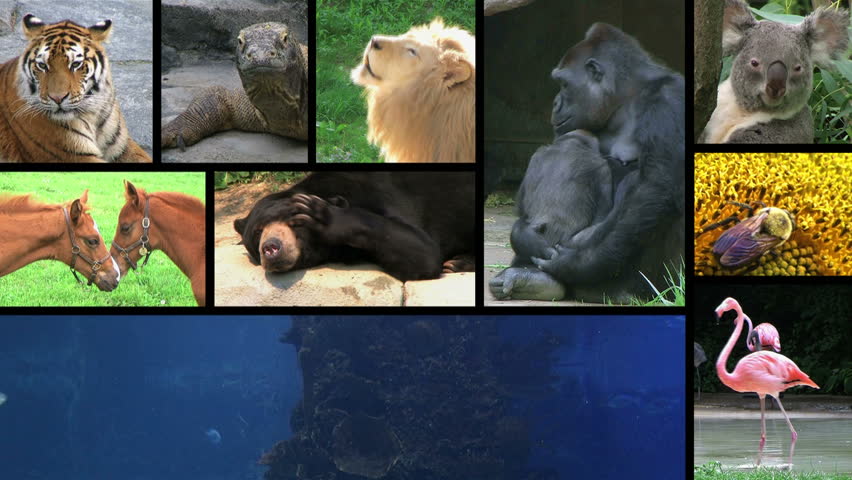 Wildlife montage of reptiles, birds, mammals, insects and sea life.
