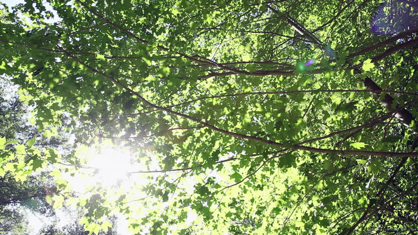 Looking up at green leaves in the woods