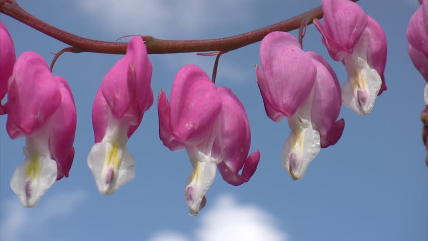 Branch of  bleeding heart flowers in spring garden 