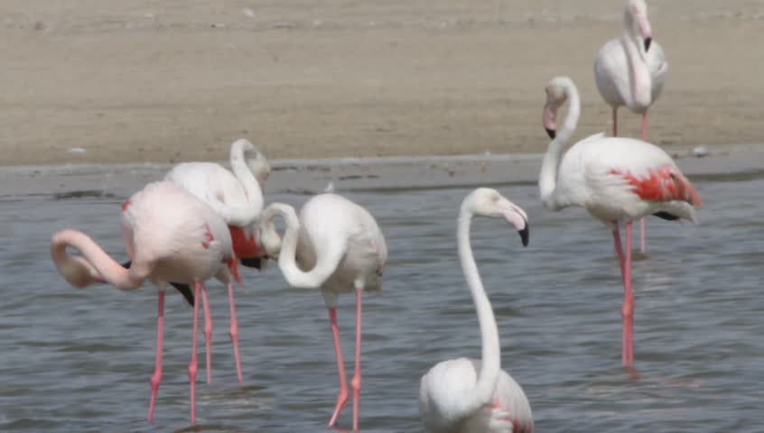 Flamingo in Ras Al Khor Wildlife Sanctuary, Dubai, United Arab Emirates