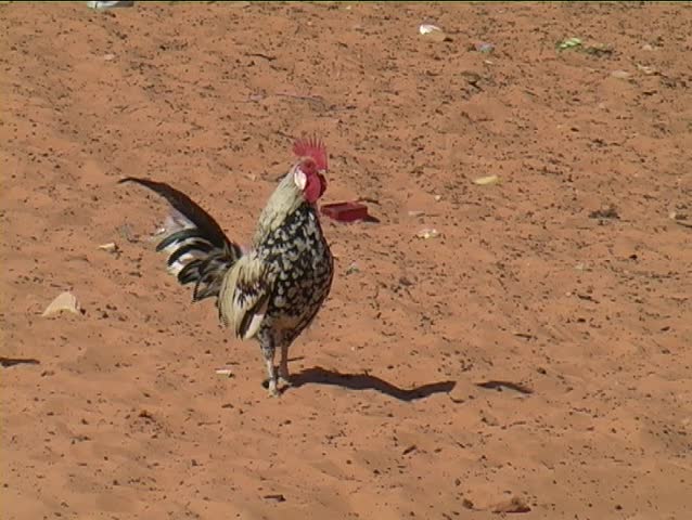 Cockerel in a sandy alley in Chinguetti, Mauritania, in the Sahara.