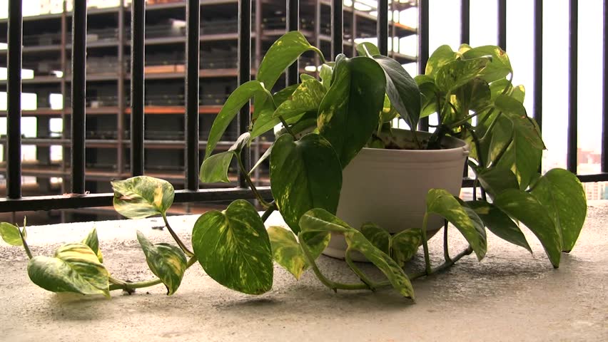 An Urban Ivy Gets Watered, Construction in Background