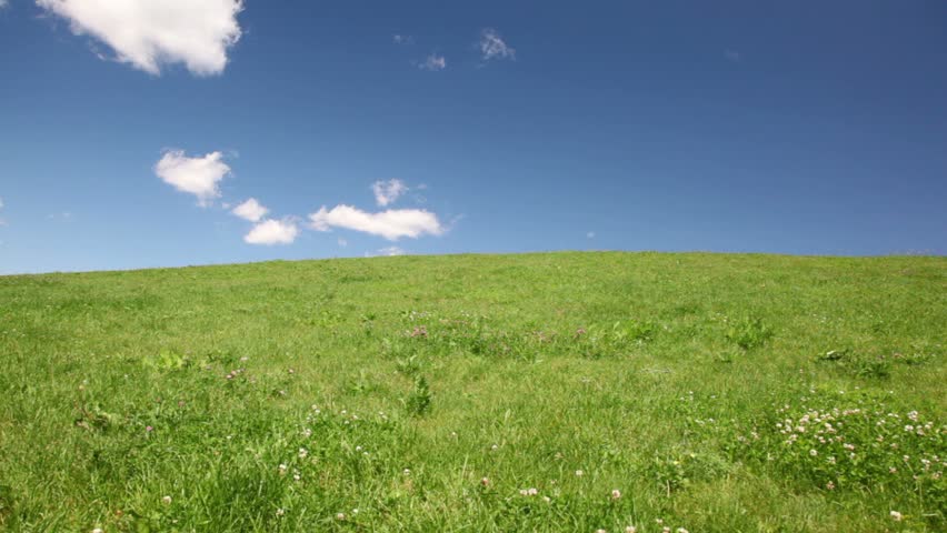 family holding hands up hill with green grass and wildflowers 