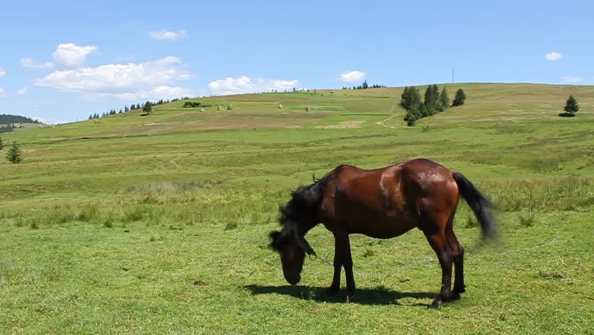 Wanton stallion