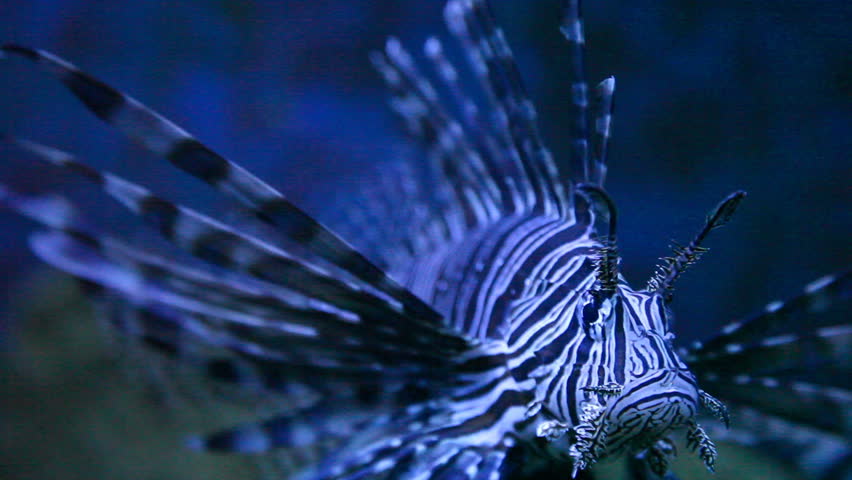 Lion fish looking at the camera from the blue water
