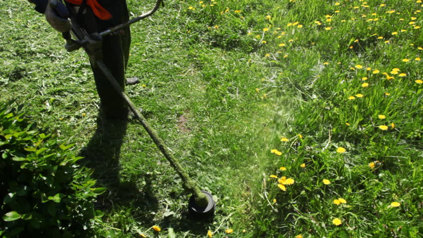 worker mows green grass manual lawnmower on spring day