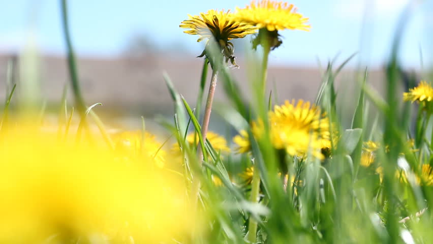 Dandelions (Taraxacum officinale) swaying in the wind. HD 1080p. Canon EOS 550D.
