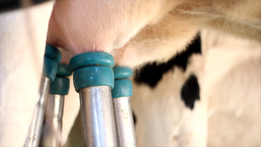 Milking Cows on Farm