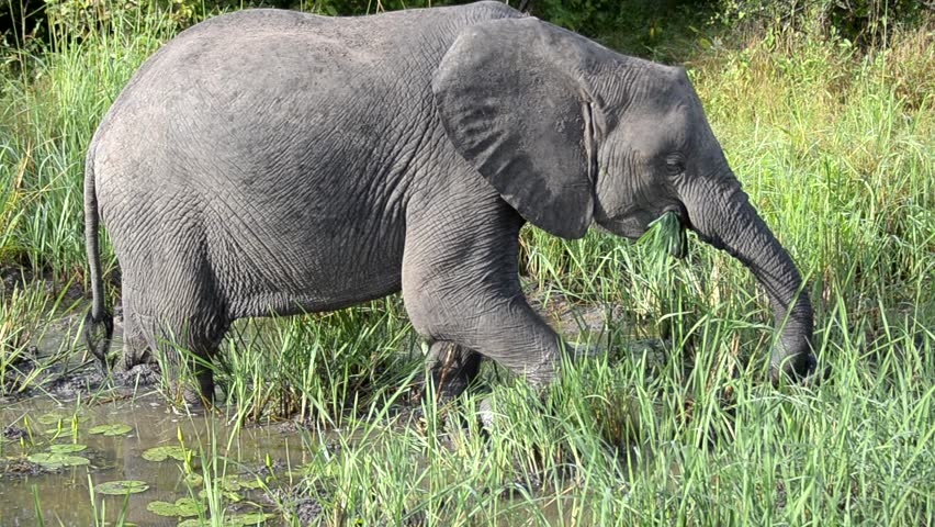 elephant,