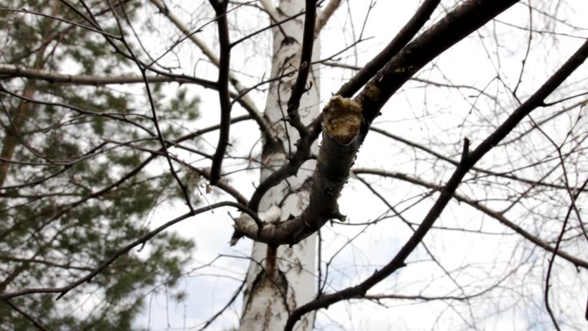 jug is placed on birch tree branch to collect sap