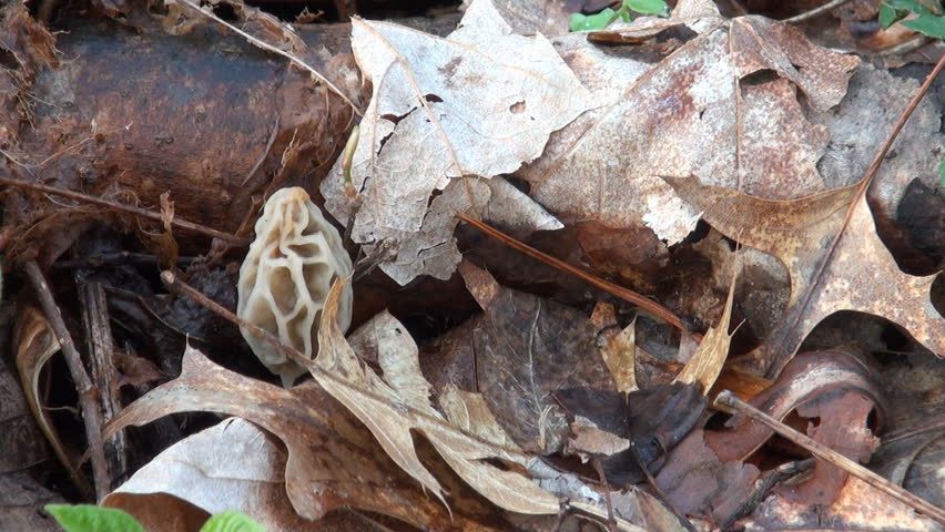 A small yellow mushroom is picked from the ground by a mushroom hunter. It is a favorite find for spring mushroom hunters.