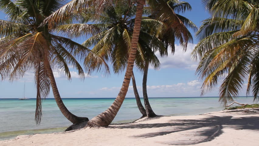 Desert island beach. Palm trees with beach and beautiful ocean. Dominican Republic. 