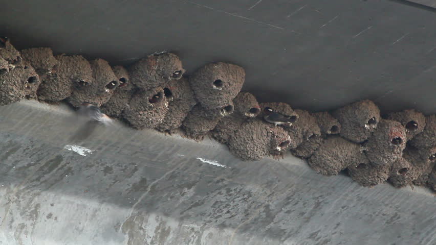 Birds, Cliff Swallows, fly in and out of small holes in mud pellet nests built beneath bridge.