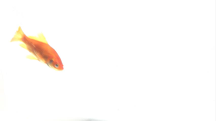 Gold Fish in a bowl