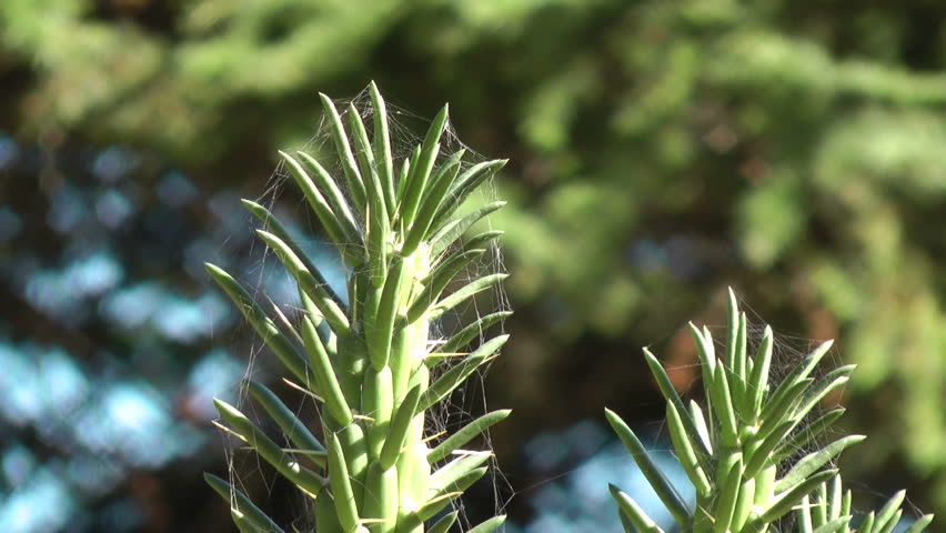 Cactus in a cobweb in the Crimean park.
