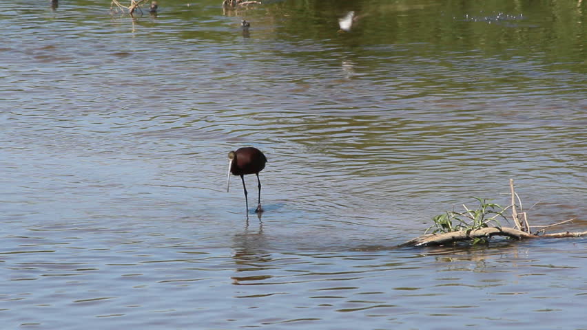 Long-legged Ibis wades through shallow river, dips its beak in water, stretches leg, finds food, while other birds fly, swim, in background. 1080p