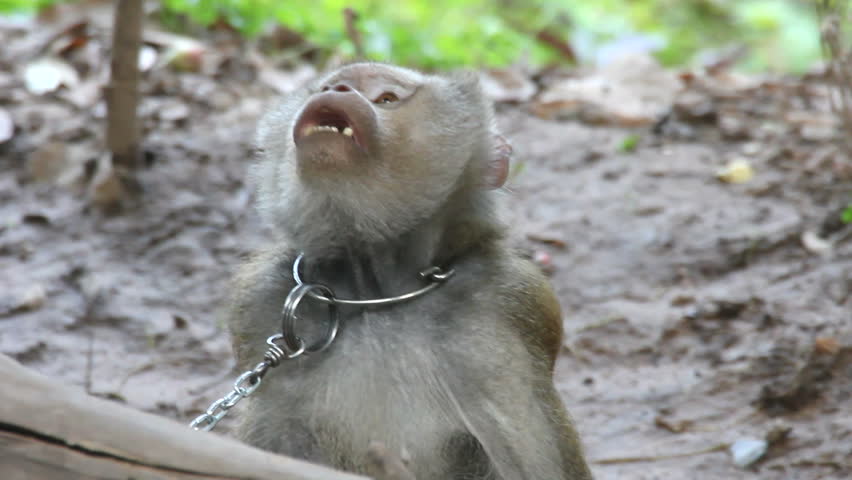 Slavery, monkey in Thailand