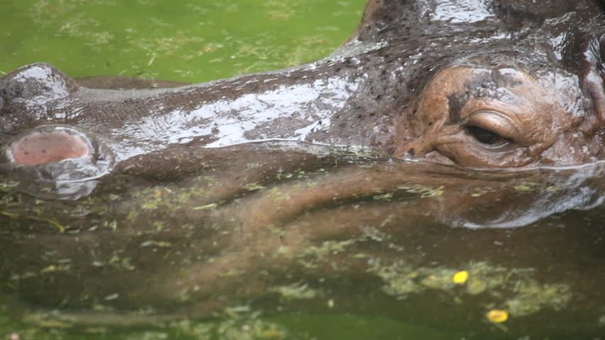 hippopotamus