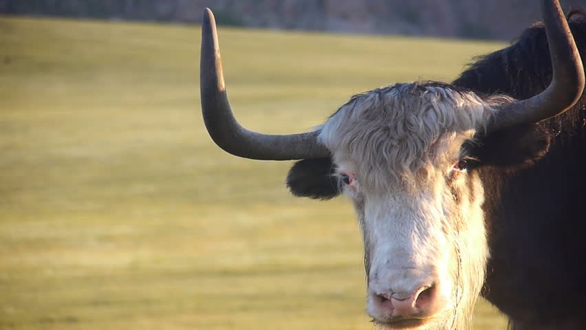 Yak. Cattle grazing in the steppe