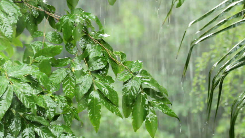tropical heavy rain in asian rainforest