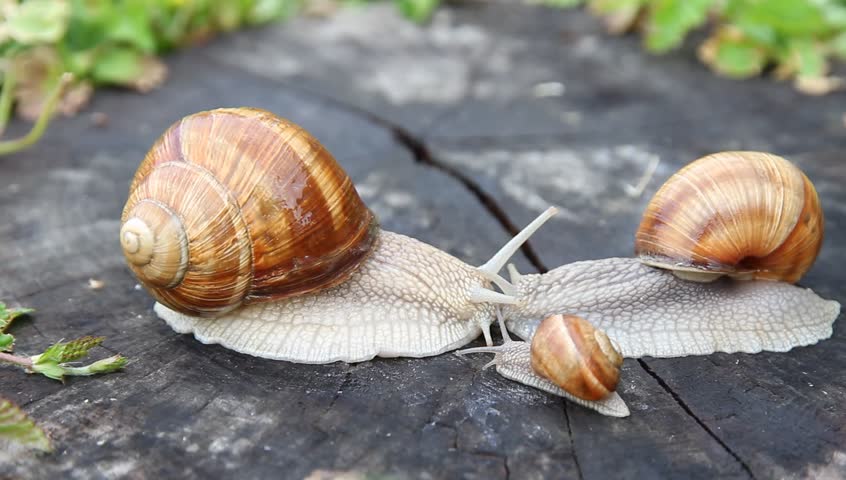 Snails