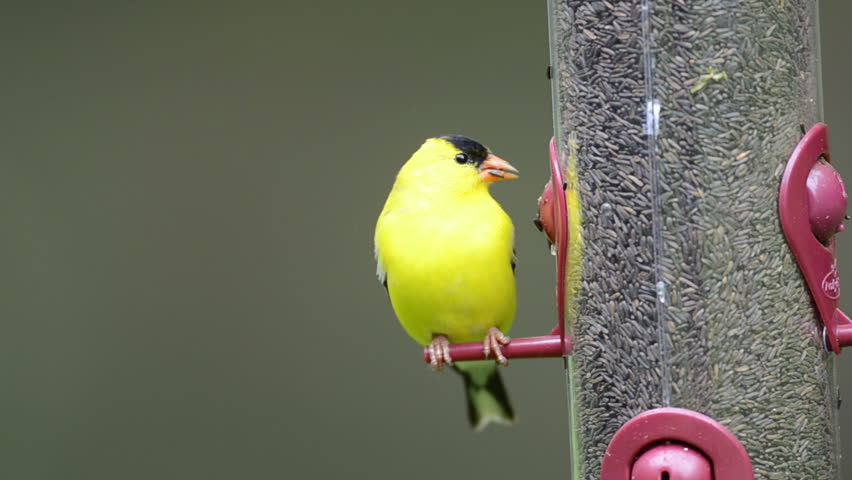 American goldfinch feeding on thistle seed at backyard feeder
