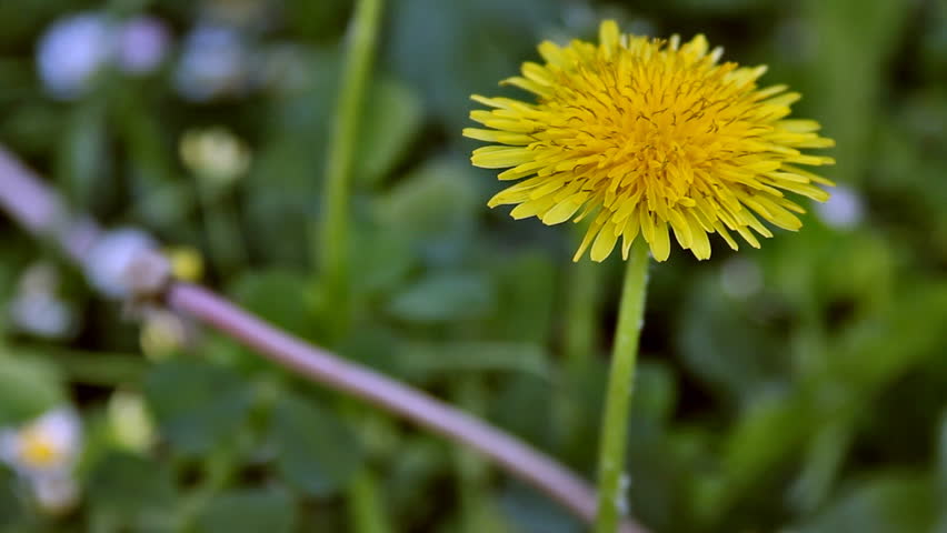 Taraxacum officinale (asteraceae). HD 1920x1080x29.97. Format: Photo-JPEG. Duration: 00:00:20:00 (Realtime).